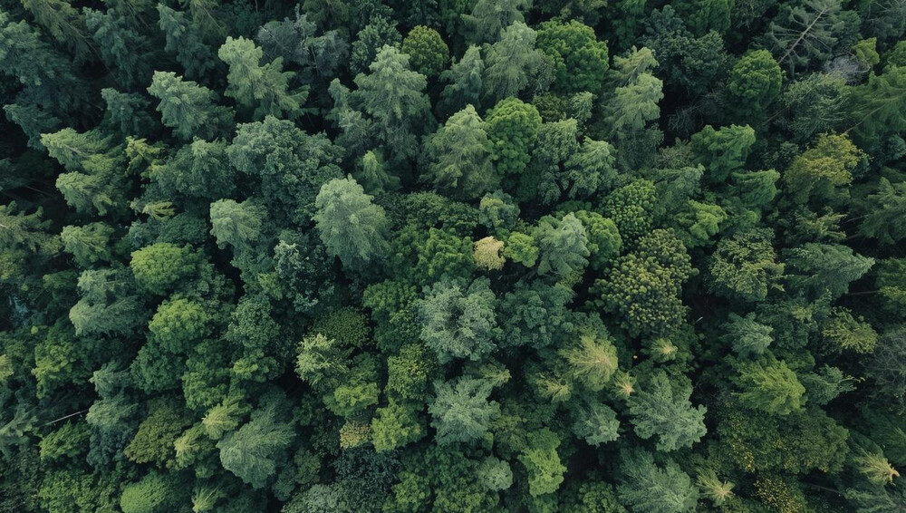 Une forêt très hétérogène symbolisant ce qu'est la dispersion