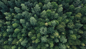 Une forêt très hétérogène symbolisant ce qu'est la dispersion
